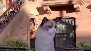 Brighten Up Your Pandemic Life With One of Google Search’s 50 New AR Animals